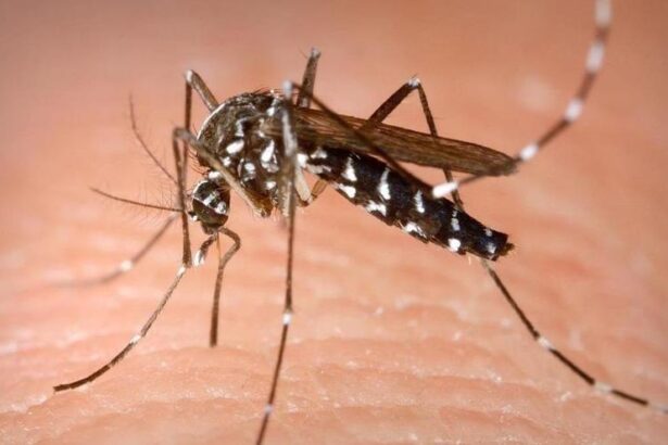 sanidad-identifica-brotes-de-dengue-autoctono-en-ibiza-y-avisa-del-riesgo-de-casos-entre-mayo-y-noviembre
