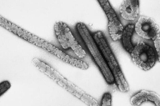 sanidad-elabora-un-protocolo-para-la-deteccion-y-manejo-de-casos-del-virus-de-marburgo