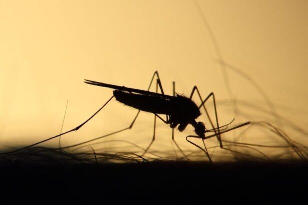 frenazo-en-la-lucha-contra-la-malaria:-«se-necesitan-mas-recursos-para-vencer-a-la-enfermedad»