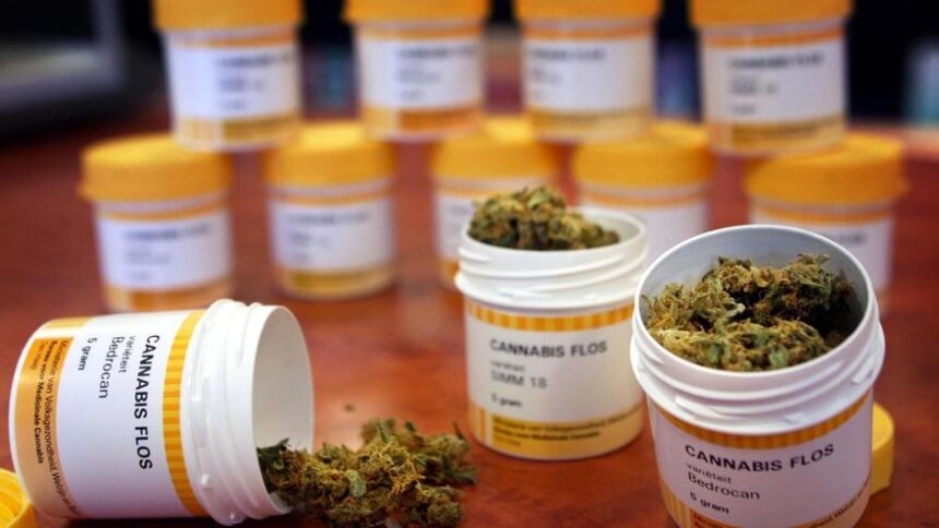 cannabis:-especialistas-en-dolor-piden-una-ley-que-contemple-su-uso-en-pacientes-oncologicos