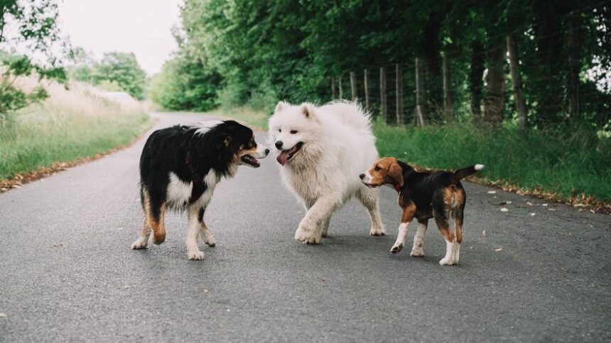 los-veterinarios-advierten-del-peligro-de-medicamentos-humanos-en-las-mascotas