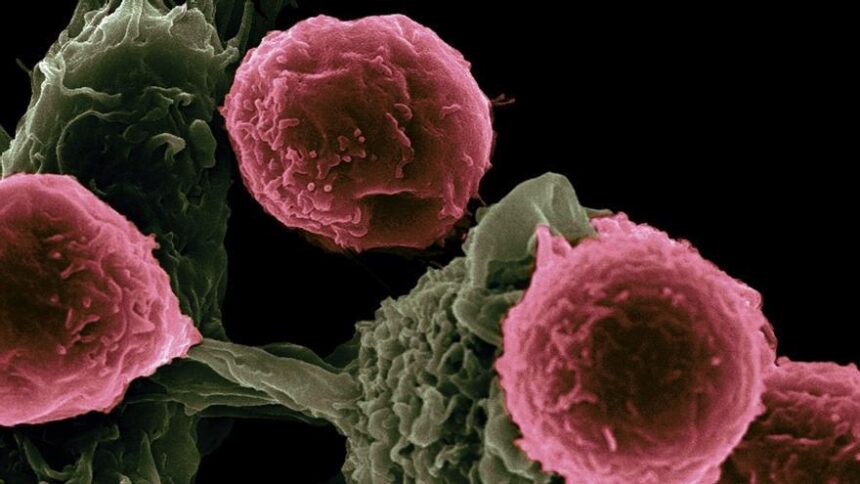 investigan-moleculas-sinteticas-para-mejorar-el-tratamiento-del-cancer