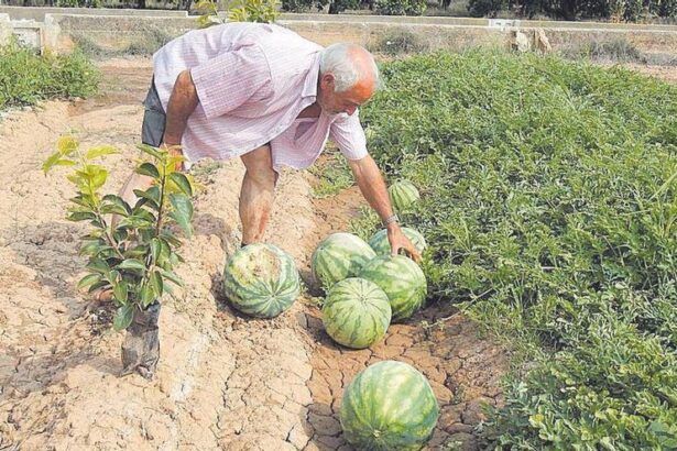 alerta:-exceso-de-pesticidas-en-sandias-provenientes-de-marruecos