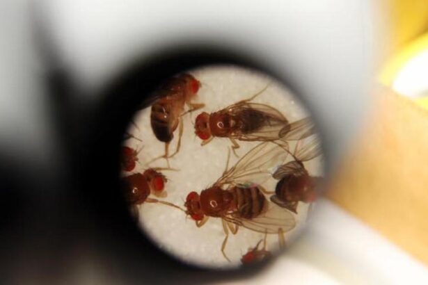 una-modificacion-genetica-permite-a-las-hembras-reproducirse-sin-necesidad-de-machos