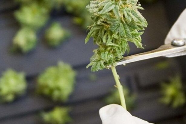 el-sector-del-cannabis-medicinal-urge-a-la-regulacion-de-su-uso-terapeutico
