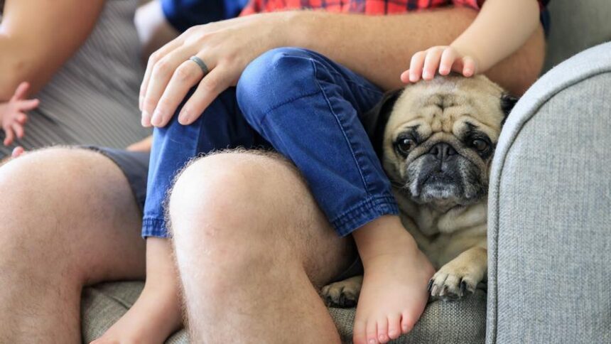 los-veterinarios,-ante-la-entrada-en-vigor-de-la-ley-de-bienestar-animal:-«habra-problemas-en-su-aplicacion»