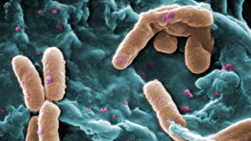 la-pandemia-silenciosa:-las-superbacterias-matan-a-4.000-espanoles-cada-ano