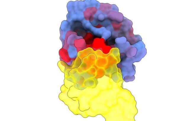 identifican-«vulnerabilidades»-en-las-proteinas-kras,-uno-de-los-genes-que-muta-mas-en-el-cancer