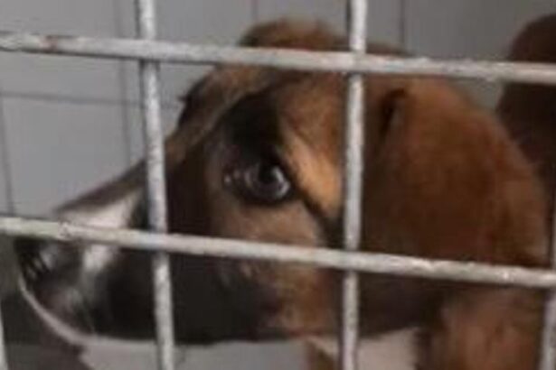 descubren-en-melilla-un-perro-con-rabia,-enfermedad-teoricamente-erradicada-en-espana