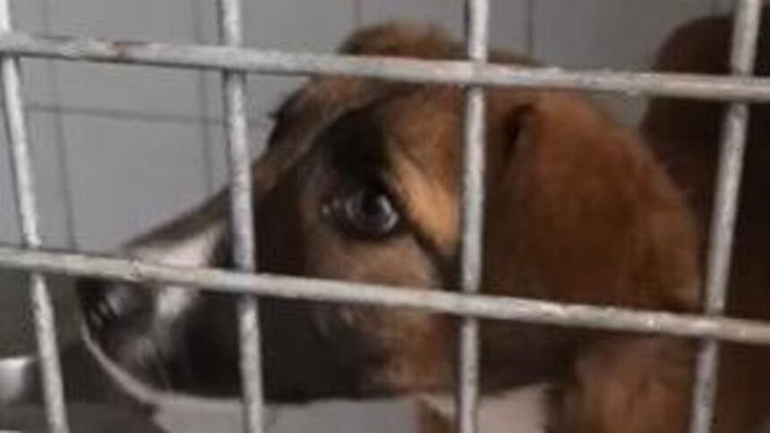 descubren-en-melilla-un-perro-con-rabia,-enfermedad-teoricamente-erradicada-en-espana