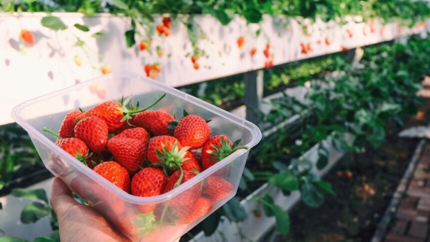 «cuidado-con-la-hepatitis-a!»,-el-aviso-de-los-hepatologos-sobre-el-riesgo-de-comer-fresas-contaminadas