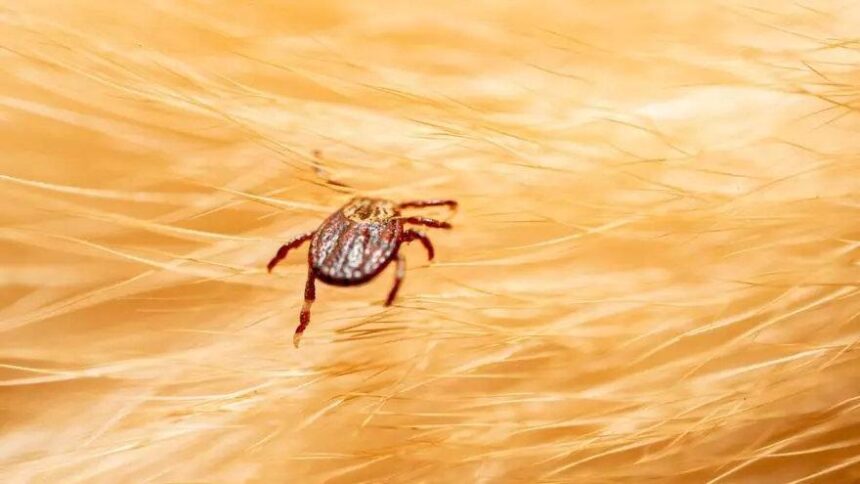 la-enfermedad-de-lyme,-transmitida-por-garrapatas,-se-oculta-en-otras-dolencias