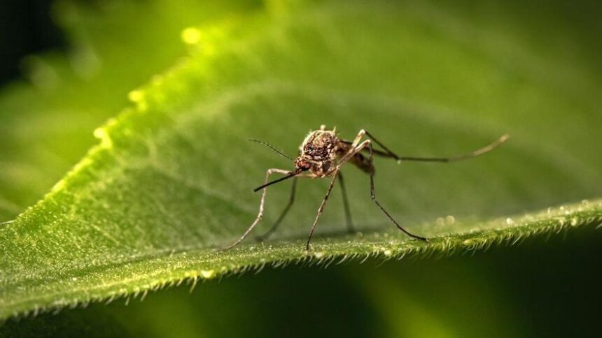 europa-autoriza-la-primera-vacuna-contra-el-chikungunya,-virus-que-transmite-el-mosquito-tigre-y-que-ya-ha-alcanzado-el-continente